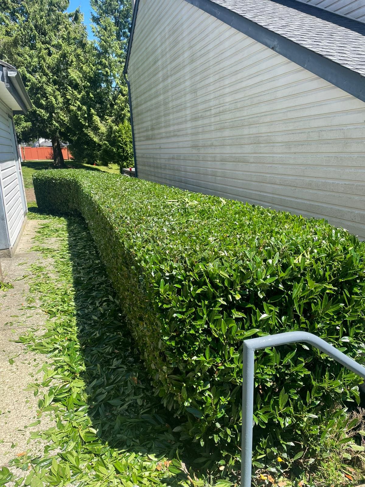 atkinson-landscaping-strata hedge maintenance1