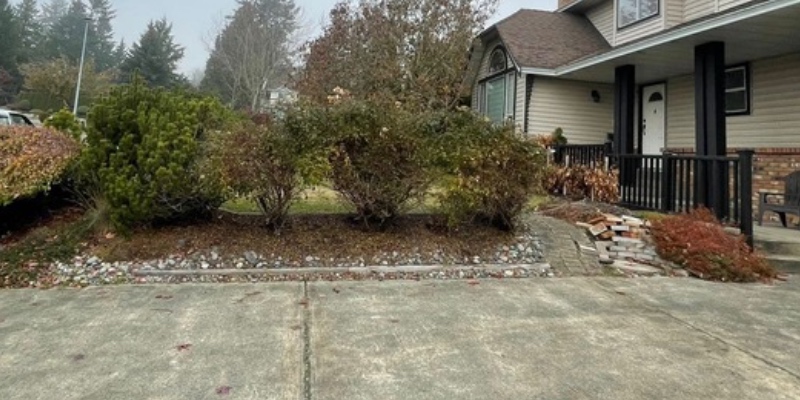 the before image of the north side job site showing an old garden bed with large shrubs growing in it