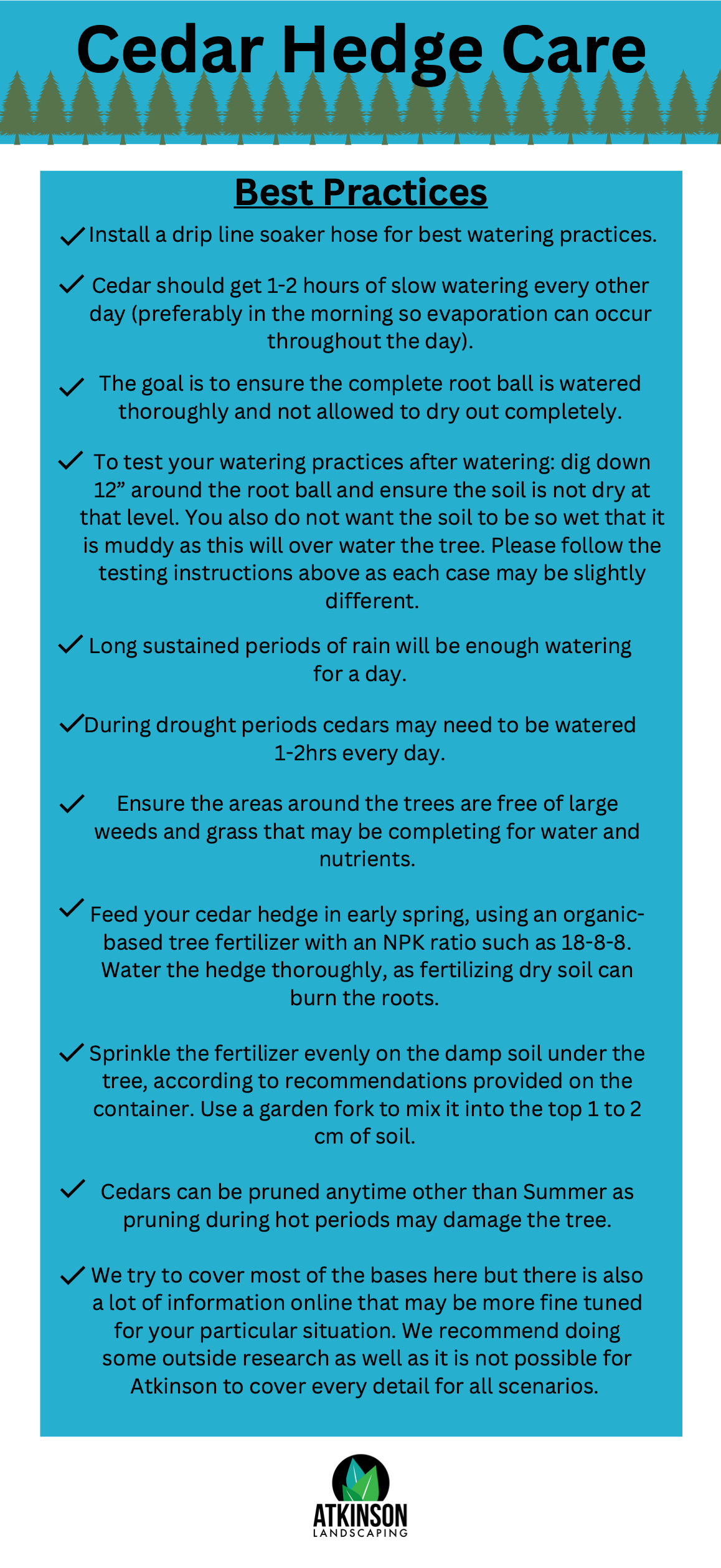 Cedar hedge care