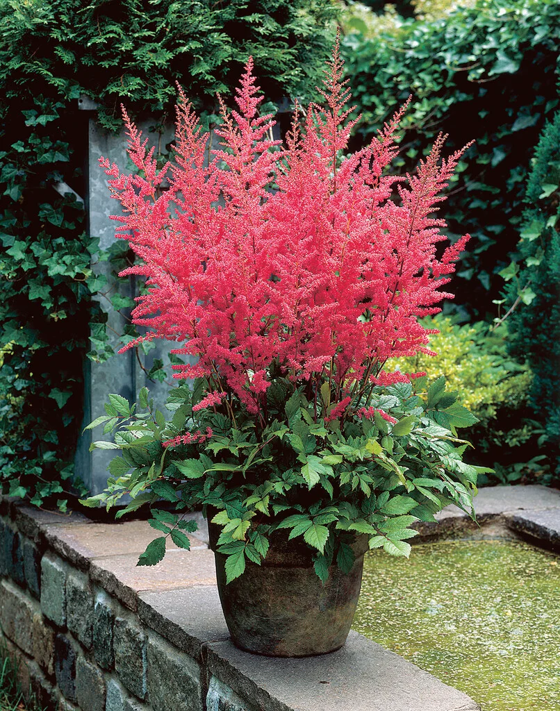 Astilbe shade plants for bc Astilbe shade plants for bc