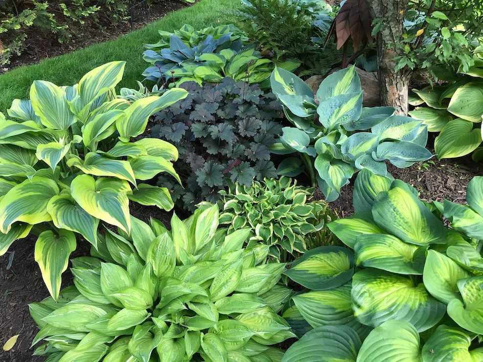 Hostas shade plants bc Hostas shade plants bc