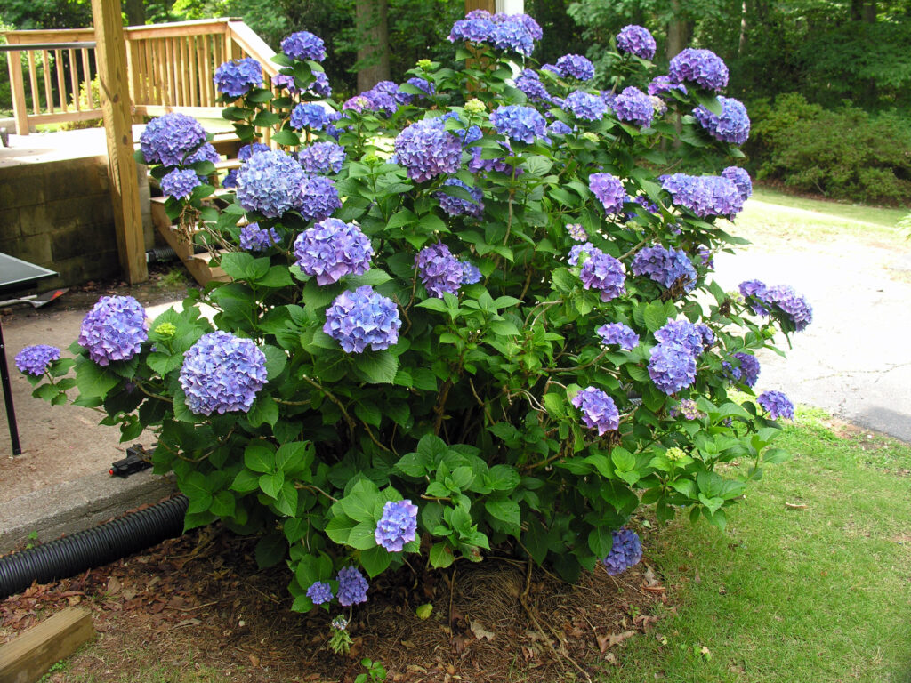 Hydrangea shade plant bc climate Hydrangea shade plant bc climate