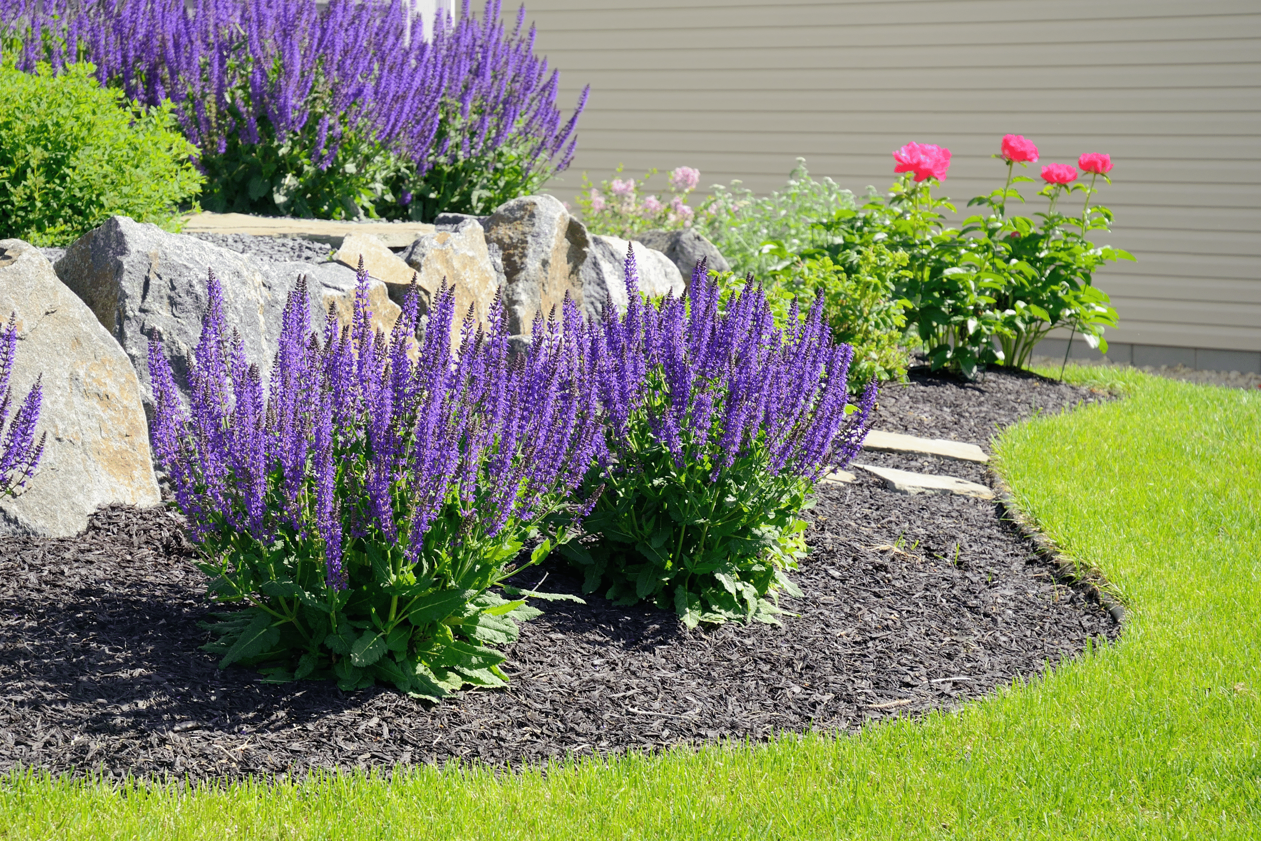 Lavender Dought Resistant BC plant
