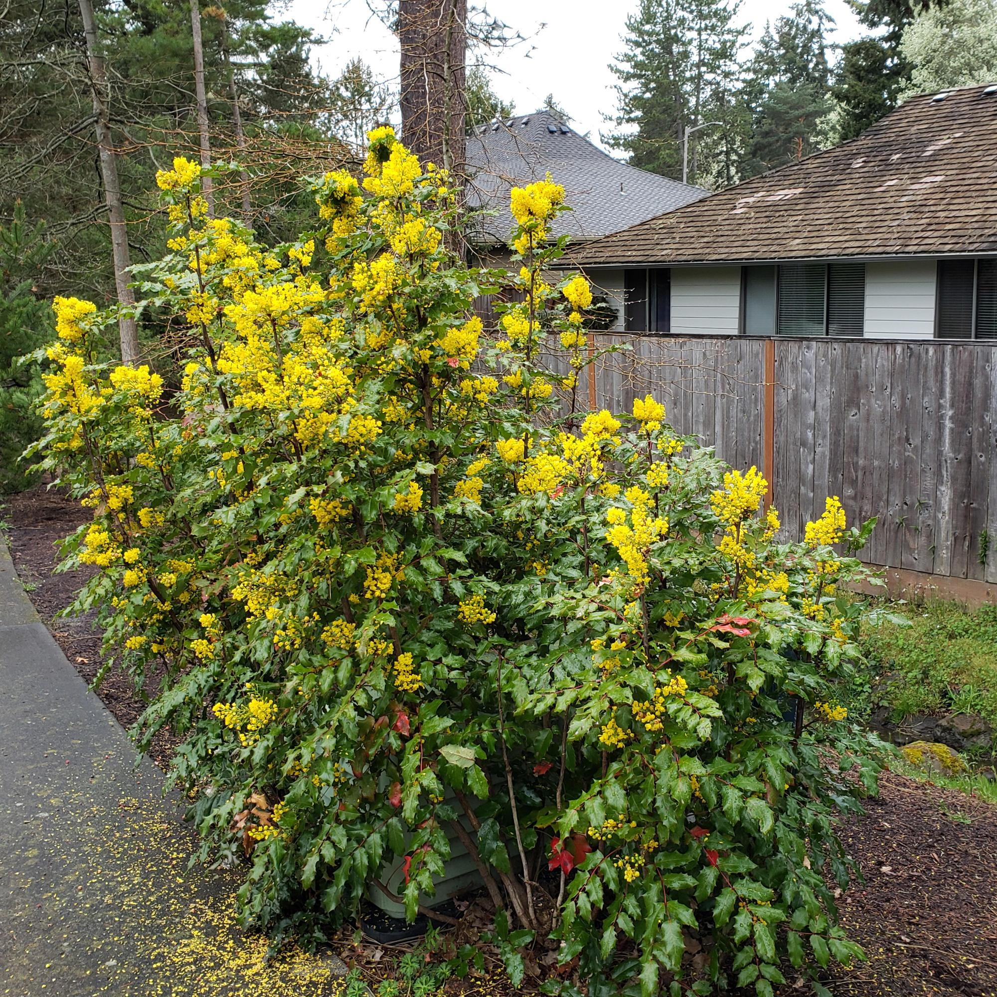 Oregon Grape BC Native Plant Oregon Grape BC Native Plant
