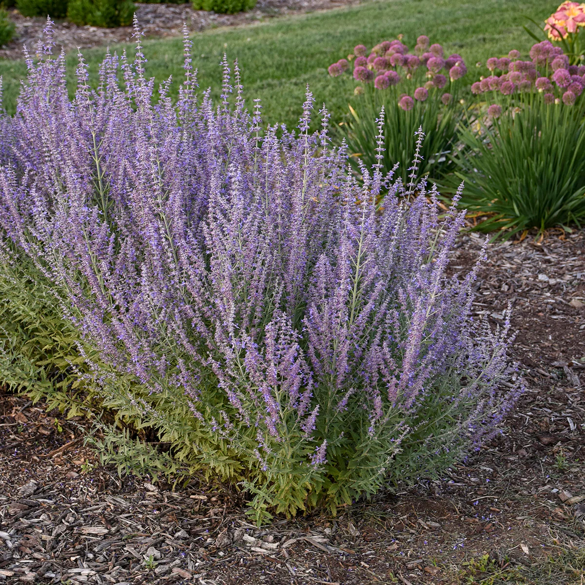 Perovskia aka Russian Sage drought tolerant bc plant Perovskia aka Russian Sage drought tolerant bc plant