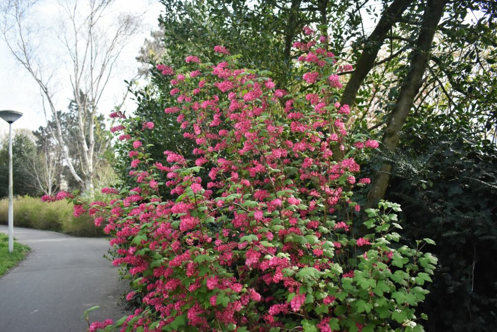 Red-Flowering Currant BC native plant Red-Flowering Currant BC native plant