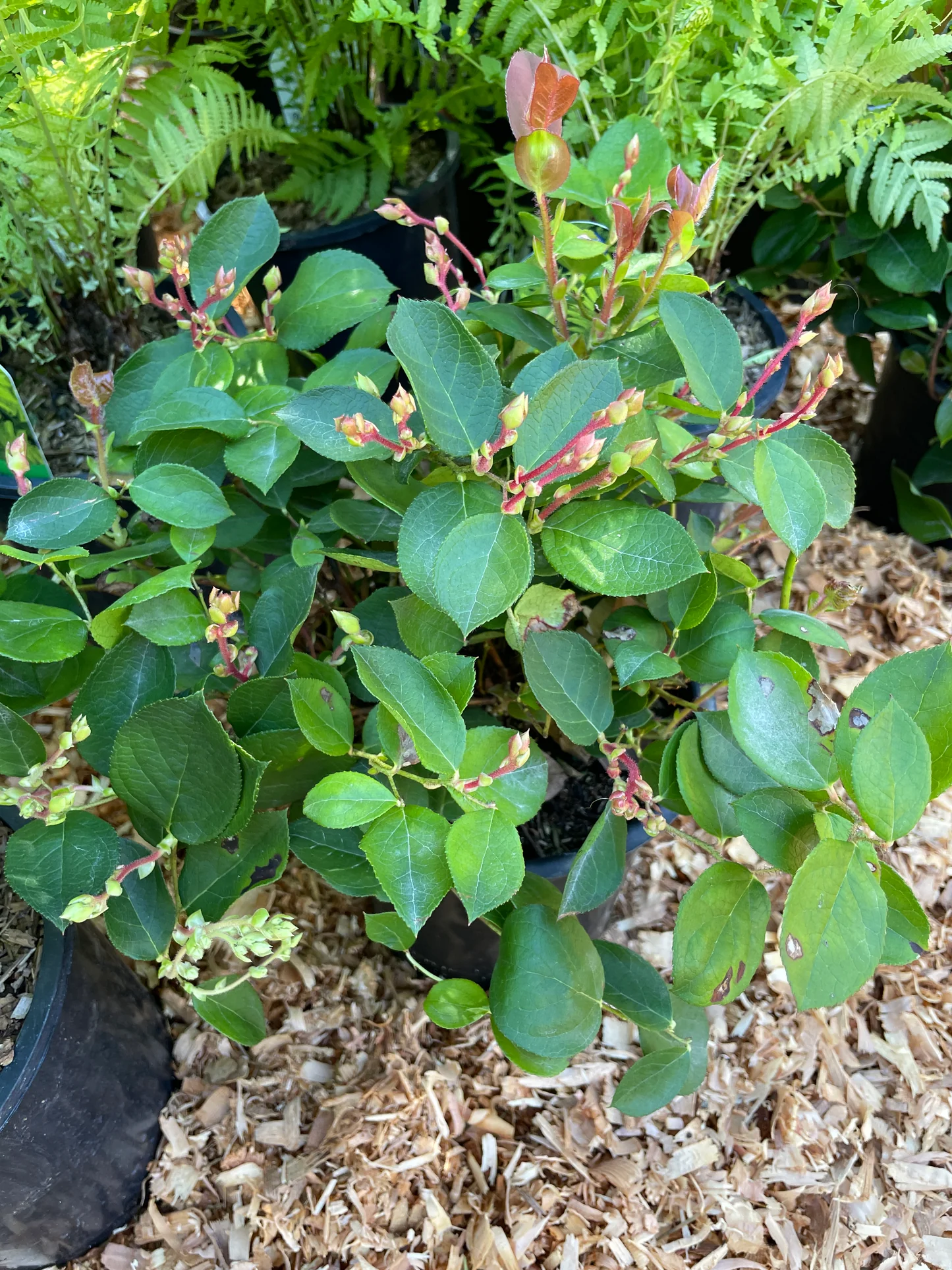 Salal BC Native Plants Salal BC Native Plants