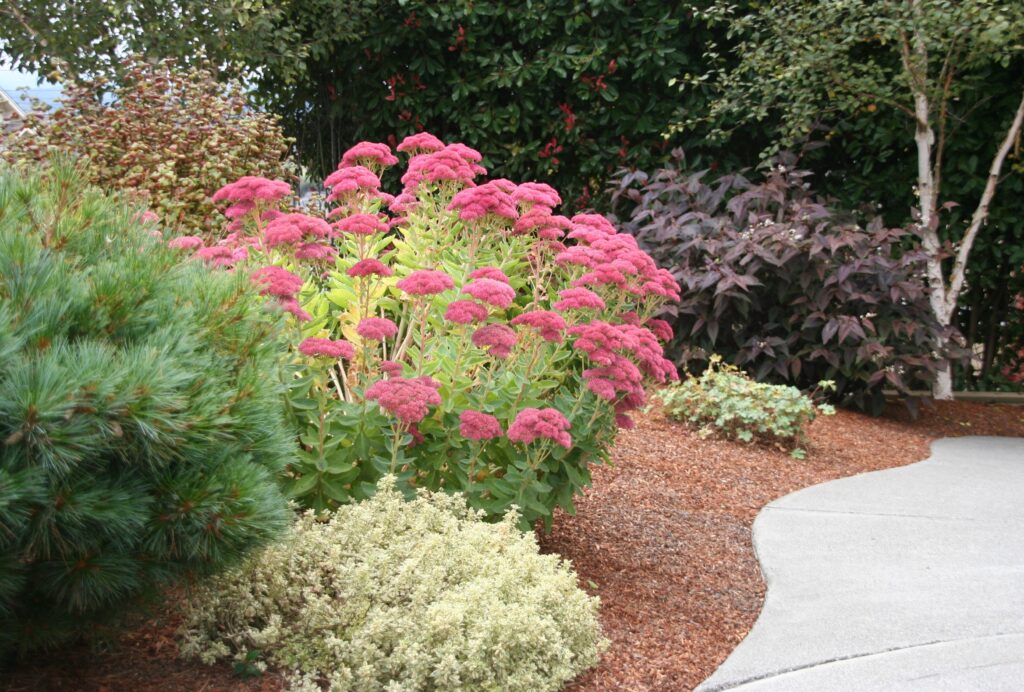 Sedum drought tolorant surrey and langley plant Sedum drought tolorant surrey and langley plant