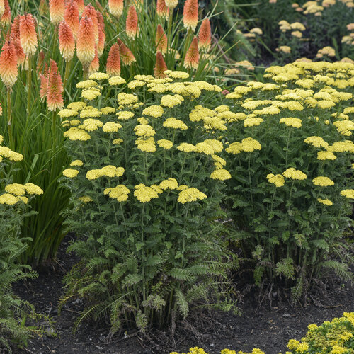 Yarrow drought tolerant bc plants Yarrow drought tolerant bc plants