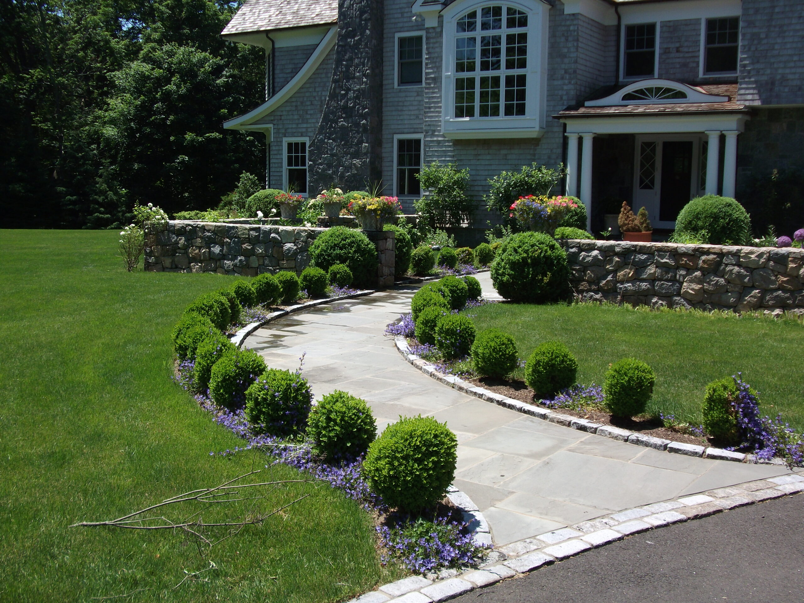 boxwood bc evergreen plants boxwood bc evergreen plants