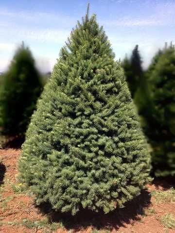 douglas fir evergreen tree bc douglas fir evergreen tree bc