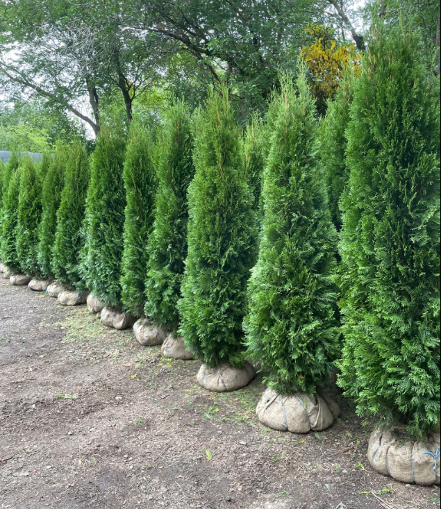 emerald cedars bc trees emerald cedars bc trees