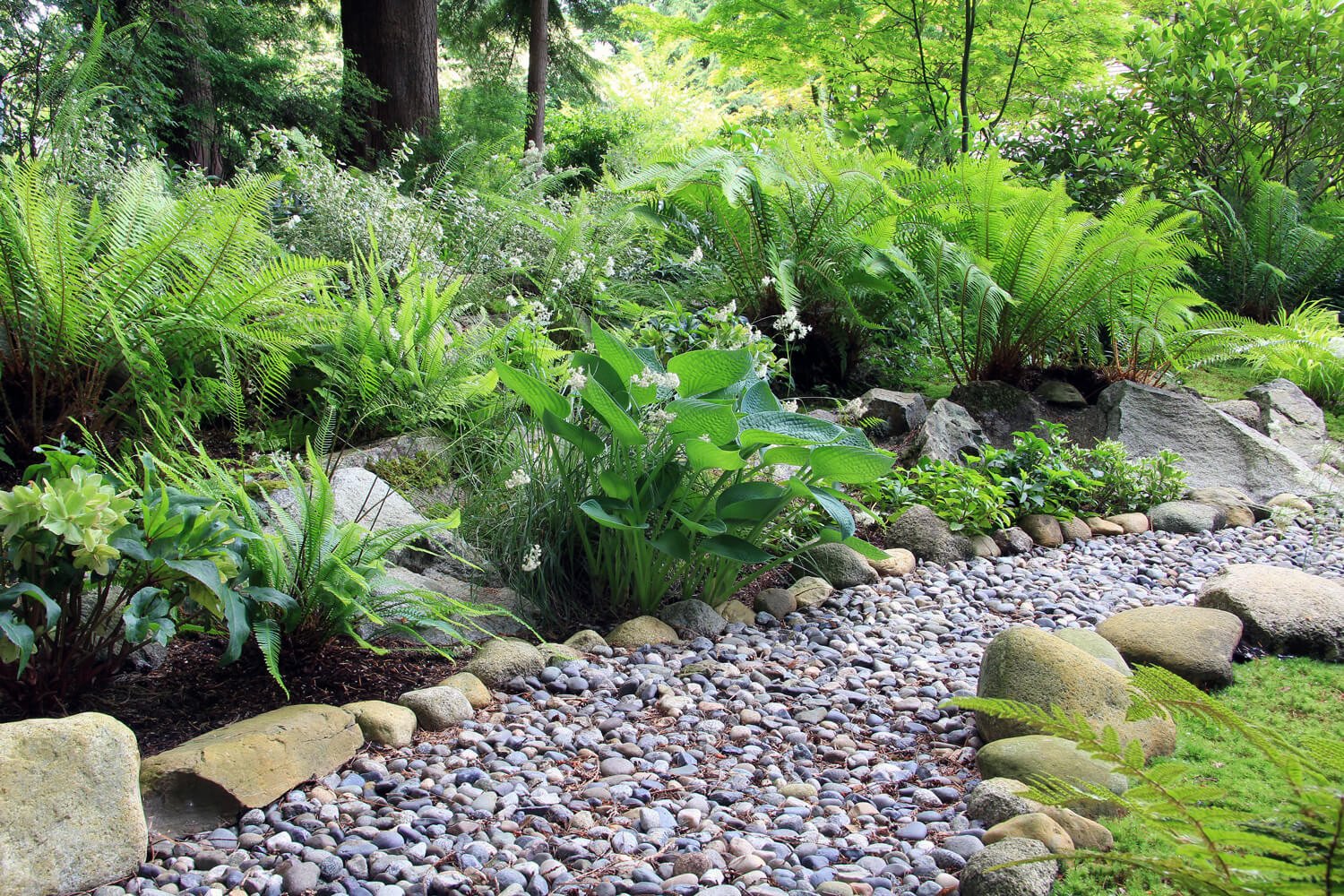 sword ferns bc native plants sword ferns bc native plants