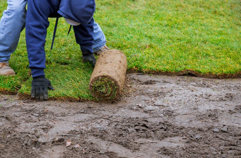 atkinson landscapin gsod installation a man rolls new sod onto a prepared soil area